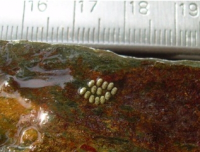 balsahan river shrimp eggs
